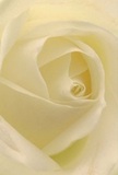 The photograph draws you deep into the heart of a cream-white rose, its petals unfurling in a precise spiral that speaks of artistry and grace nurtured in Woking's vibrant floral community. Gentle, diffused light bathes each layer, highlighting the soft, matte texture and creamy hues that blend seamlessly, much like the morning sunrise over Woking Common. Delicate shadows add drama and depth between the petals, while the nearly invisible outer whorls seem to float-a subtle nod to nature's fleeting beauty. As a florist, this bloom is the ultimate symbol of quiet reverence and renewal, ideal for expressing sympathy, marking new chapters, or as an intimate gift for someone special. The imagined scent is faint and pure, offering a soothing presence perfectly suited to Woking's calm neighbourhoods. Every detail in this rose reflects the careful selection and creative skill found in each arrangement delivered across Woking by its most devoted florists.